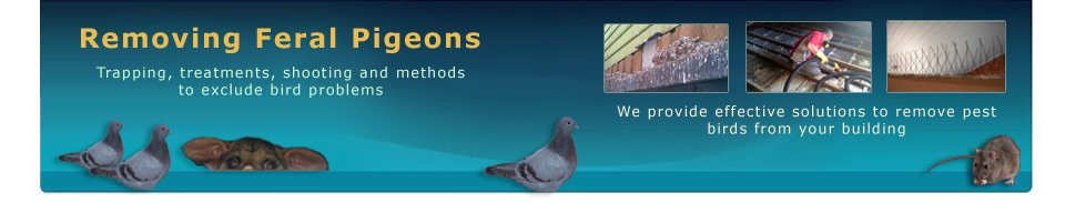 Remove pigeons pest control to remove from your Buildings