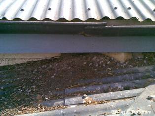 Remove pigeon droppings from roofs