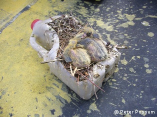 Feral pigeons nesting in container