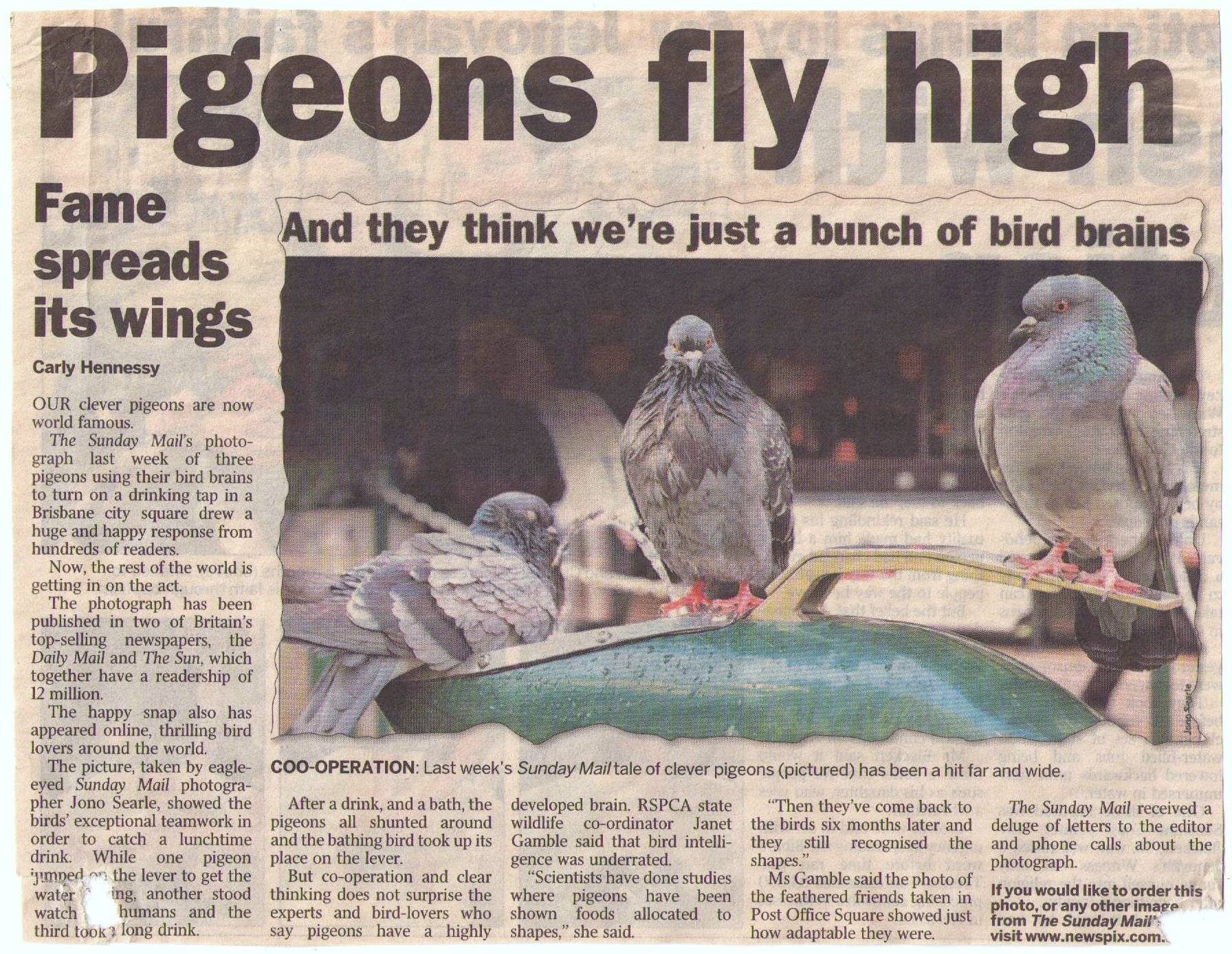 Pigeon media article