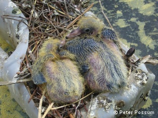 Baby pigeons in nest attract bird lice