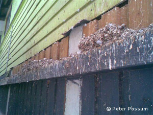 Remove mess caused by pigeon droppings